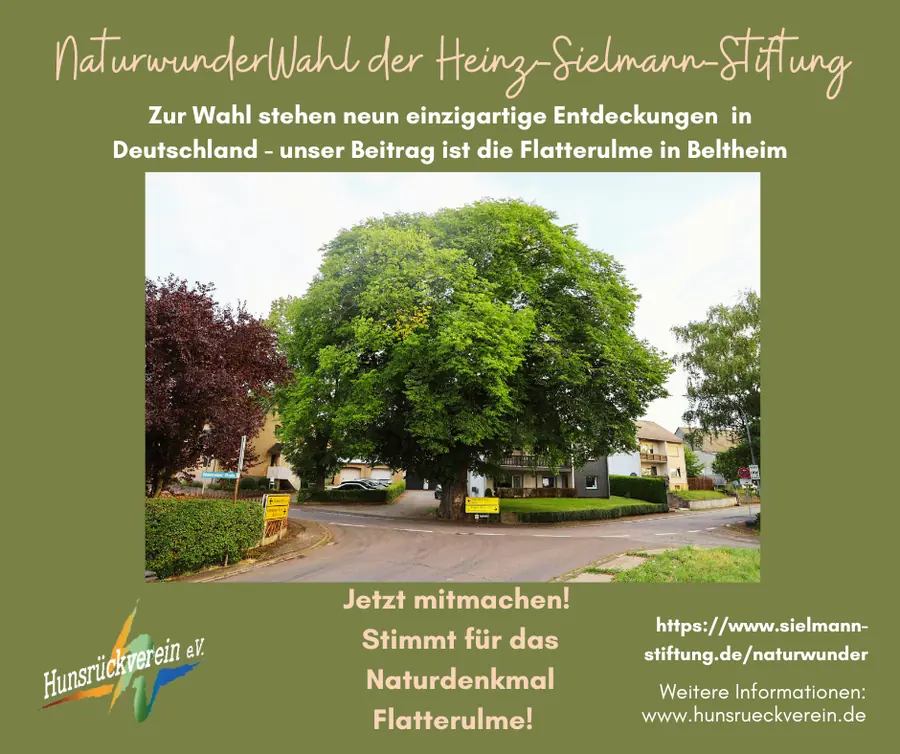 Plakat zur Naturwunderwahl mit der Flatterulme